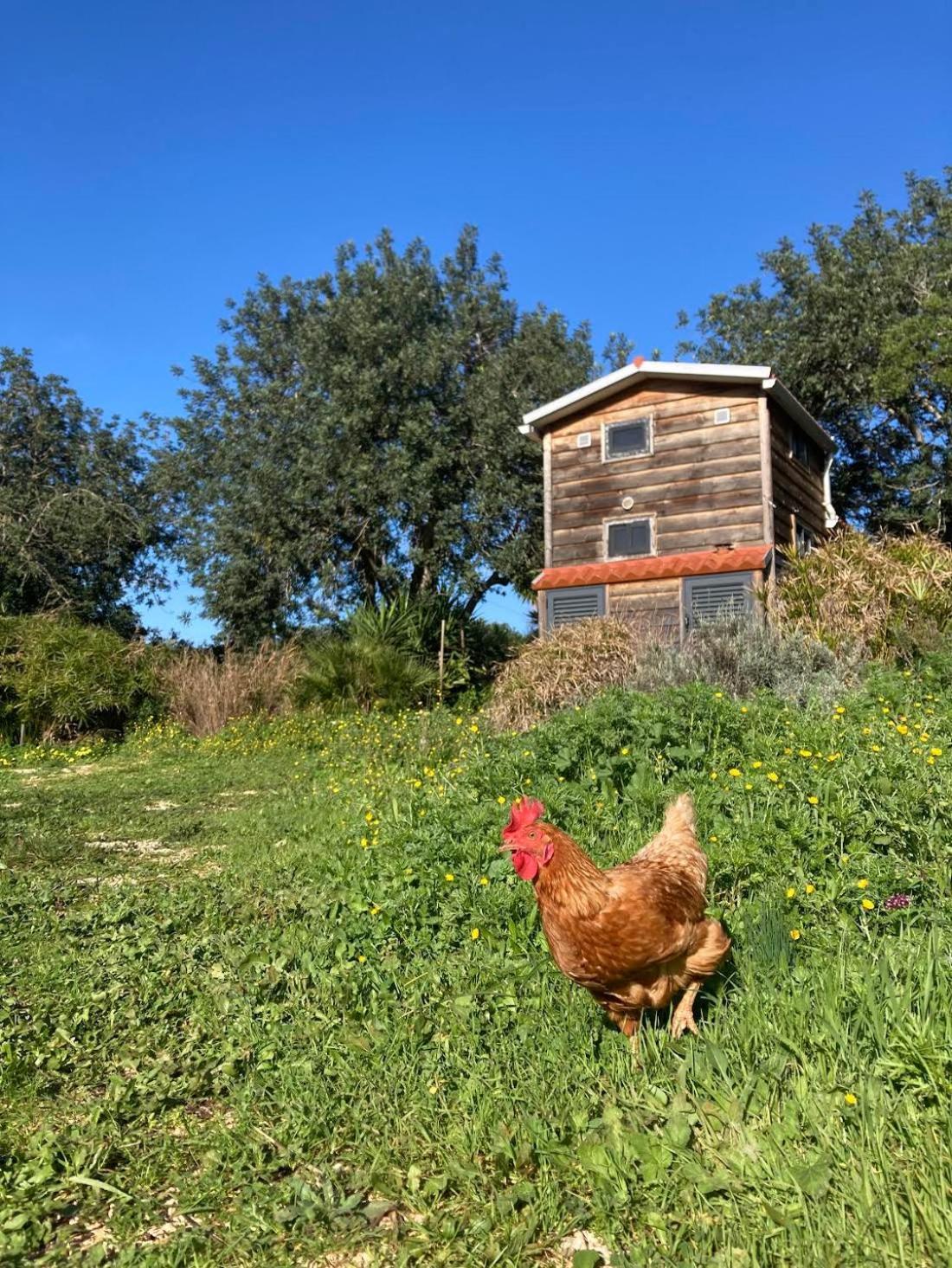 Tiny House Eco Resort Estevais 외부 사진